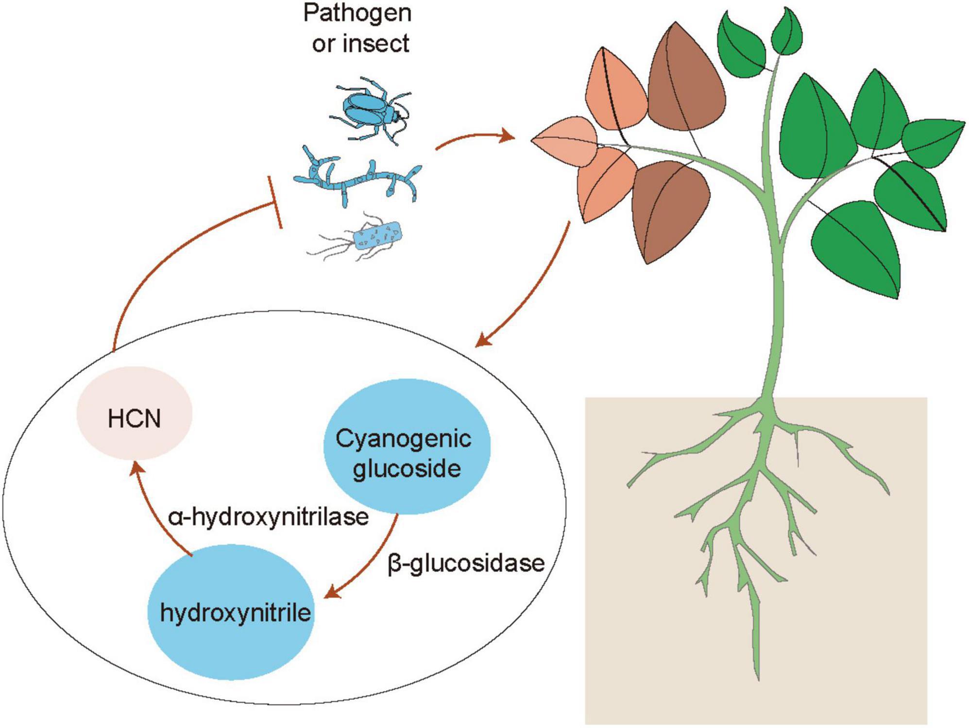 Impact of Mitogen-Activated Protein Kinase in Plant Pest Interaction